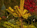 Pinus sylvestris Tomszak IMG_1803 Sosna pospolita